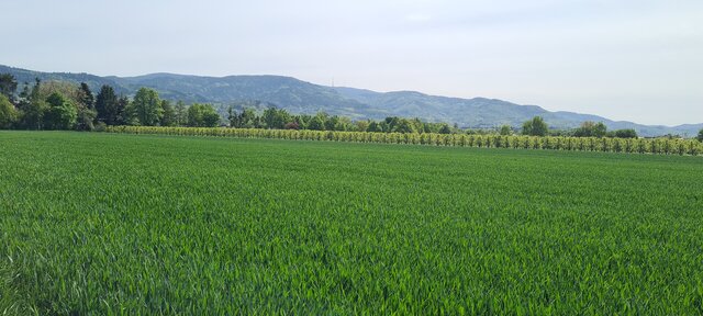 Bild zum Eintrag